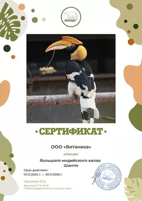 Витаника опекает индийского калао Шанти